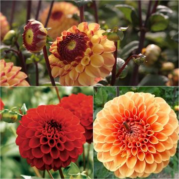 Collectie 3 bal-dahlia's, warme tinten