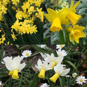 # Collectie 30 Vroege Narcissen