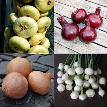 Collectie 4 gekleurde uien