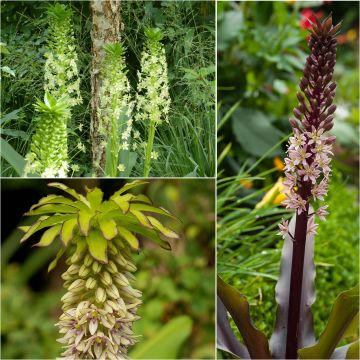 Collectie 5 Eucomis