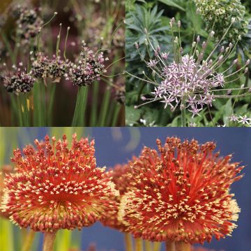 # Collectie Bijzondere Alliums