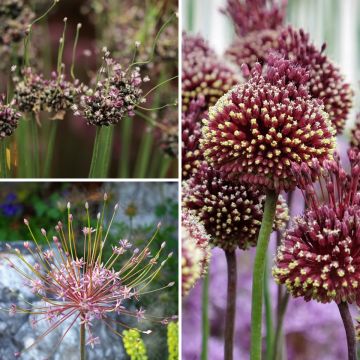 Collectie Bijzondere Alliums