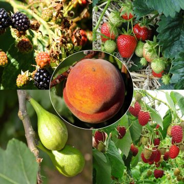 # Collectie Confituren Plus - 5 fruitbomen en klein fruit