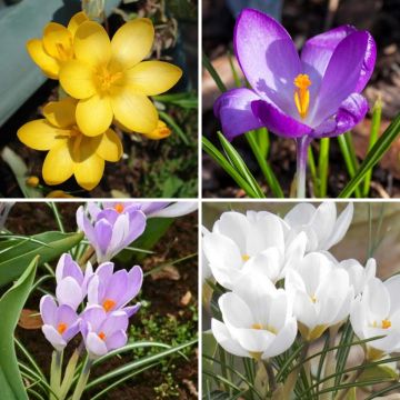 Collectie Botanische Krokussen