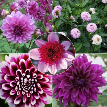 # Collectie Byzantijnse Dahlia's  <think> Je dois traduire ce titre de collection de dahlias. "Byzantins" fait référence à un style ornemental, probablement des dahlias avec des formes complexes et décoratives. Je garde "Byzantijnse" qui est le terme néer