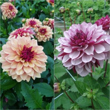 Collectie Dahlias Crème de Cassis & Cognac