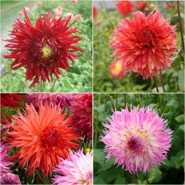 # Collectie Dahlia's Vuurwerk  <think> Analysons cette traduction : - "Collection" → "Collectie" (standard e-commerce NL) - "Dahlias" → "Dahlia's" (avec apostrophe, pluriel néerlandais correct) - "Feu d'Artifice" → "Vuurwerk" (traduction directe du concep