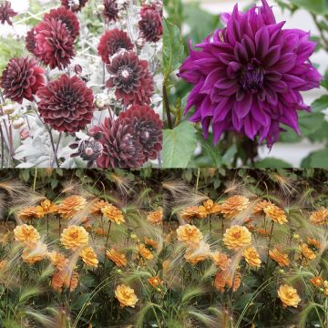 # Collectie Dahlia's Contrast Licht-Donker