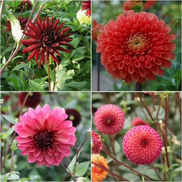 # Collectie Dahlia's Oosterse Kruiden