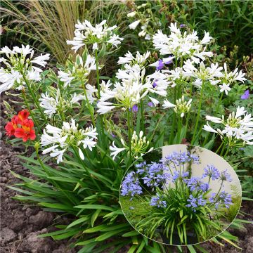 Collectie Duo Agapanthus Pitchoune