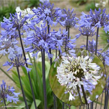 Collectie Duo Agapanthus Graphite