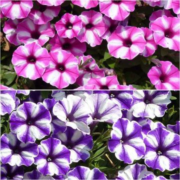 # Collectie Duo van sterpetunia's  De sterpetunia's brengen een vleugje magie in uw tuin met hun unieke stervormige bloemen. Deze collectie combineert twee contrasterende kleuren die een spectaculair visueel effect creëren. Perfect voor hangmanden, bakken