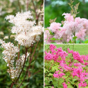 Collectie Spirea's