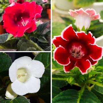 Collectie Gloxinia's rood en wit