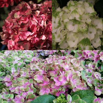 Collectie Magische Hortensia's