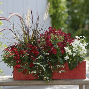 Collectie Rode Plantenbak - 5 soorten eenjarigen