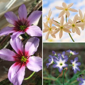 Collectie Leucocoryne - Zonnegloeden