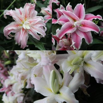 Collectie Geurende Dubbele Lelies