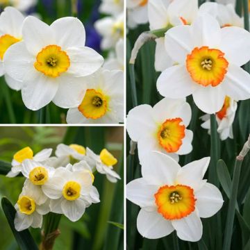Collectie geurende narcissen