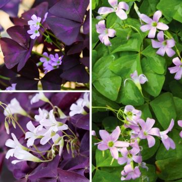 Zomer Oxalis Collectie