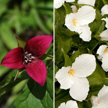 Collectie 2 Trilliums