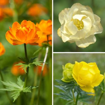 Collectie Trollius
