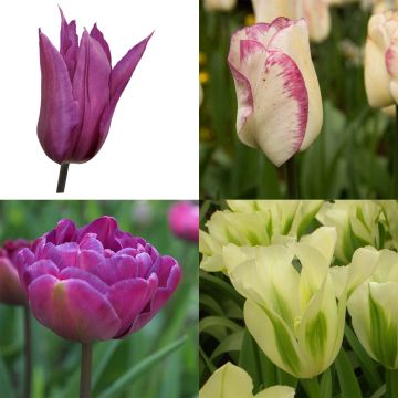 # Collectie Landelijke Tulpen