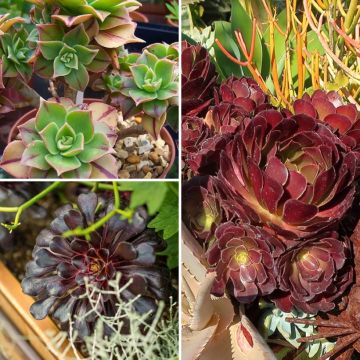 Collectie Aeoniums