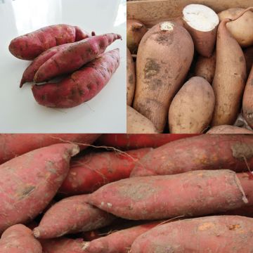 Ontdekkingsset van 3 zoete aardappelplanten