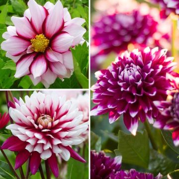 Collectie Paarse en witte dahlia's tegen een kleine prijs
