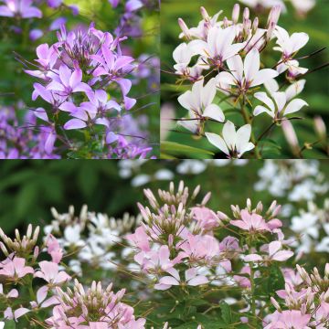 # Collectie van 3 Cleome 'Senorita'