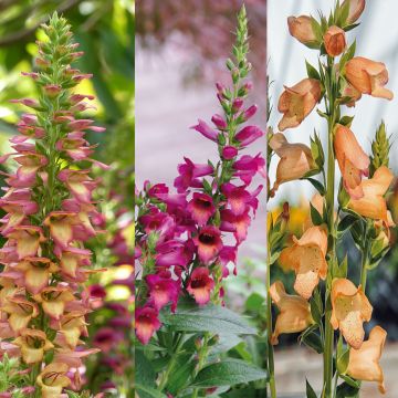 # Collectie van 3 Digiplexis Illumination - Digitalis hybriden
