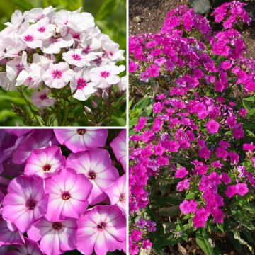 Collectie van 3 laagblijvende Phlox paniculata