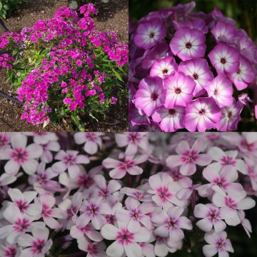 Collectie van 3 laagblijvende *Phlox paniculata*