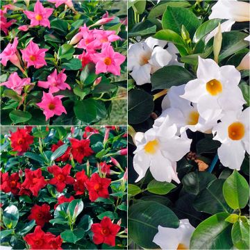 Collectie van 3 Dipladenia Diamantina Jade