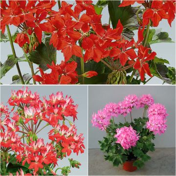 Collectie van 3 Sterrenpelargoniums 'Fireworks'
