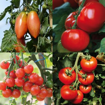 # Collectie van 4 hybride F1 tomaten