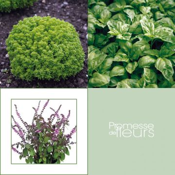 # Collectie van 5 Basilicumplanten