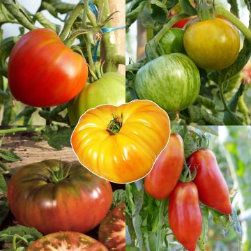 Collectie van 5 oude en verzameltomaten als planten