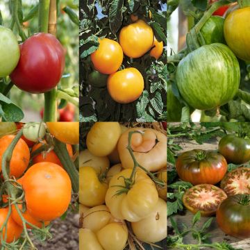 # Collectie van 6 kleurrijke tomaten