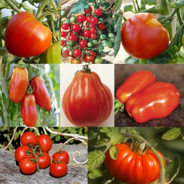 Collectie van 8 tomaten met verschillende vormen