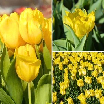 Collectie Twee maanden gele tulpen