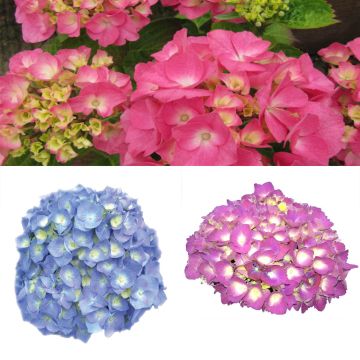 # Collectie Klassieke Hortensia's