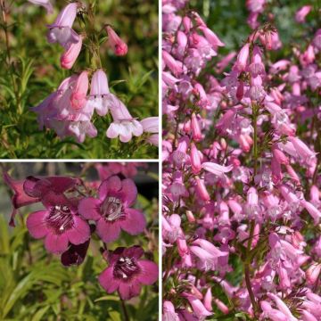Collectie Penstemons