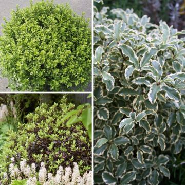 Collectie Pittosporum tenuifolium