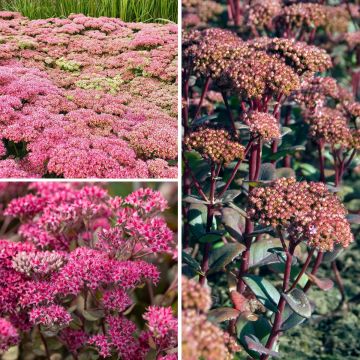 Collectie Sedums - Herfstsedums