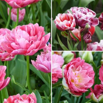 Aardbeien Sorbet Collectie