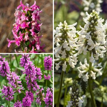 Collectie Stachys officinalis - Andoorn