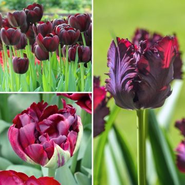 Collectie Mystieke Zwarte Tulpen