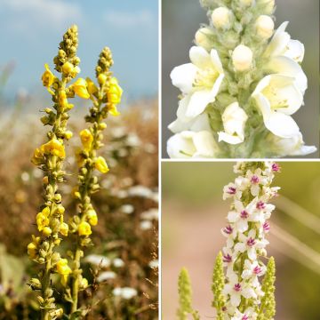 Collectie Wilde Verbascum - Toortsen